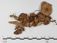 登錄號:F0023549藏品圖，第3張