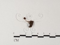 登錄號:F0023550藏品圖，第1張