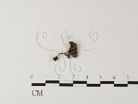 登錄號:F0023550藏品圖，第3張