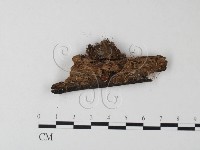 登錄號:F0023551藏品圖，第1張