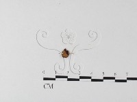 登錄號:F0023552藏品圖，第1張