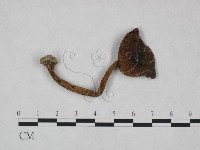 登錄號:F0023554藏品圖，第1張