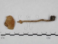 登錄號:F0023556藏品圖，第1張