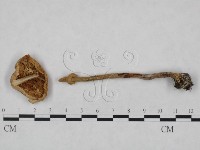 登錄號:F0023556藏品圖，第3張