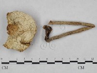 登錄號:F0023557藏品圖，第1張