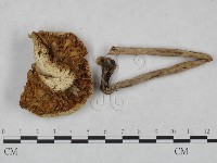 登錄號:F0023557藏品圖，第3張