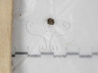 登錄號:F0023559藏品圖，第1張