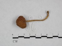 登錄號:F0023561藏品圖，第3張