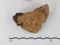 登錄號:F0023563藏品圖，第1張