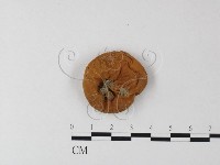 登錄號:F0023567藏品圖，第1張