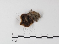 登錄號:F0023569藏品圖，第1張