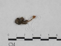 登錄號:F0023570藏品圖，第1張