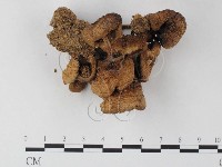 登錄號:F0023577藏品圖，第1張