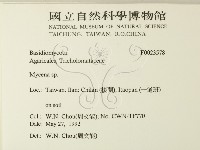 小菇屬藏品圖，第2張