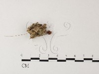 小菇屬藏品圖，第3張