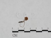 登錄號:F0023579藏品圖，第1張