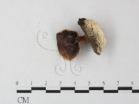 相鄰小孔菌藏品圖，第3張