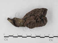 炭角菌屬藏品圖，第1張