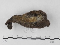 炭角菌屬藏品圖，第3張