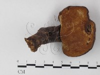 登錄號:F0023583藏品圖，第3張