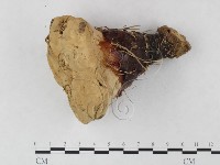 登錄號:F0023584藏品圖，第1張