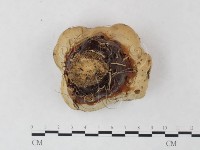 登錄號:F0023584藏品圖，第3張