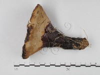 登錄號:F0023585藏品圖，第1張