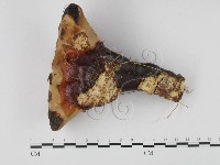 登錄號:F0023585藏品圖，第3張