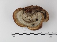 登錄號:F0023588藏品圖，第1張