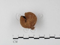 登錄號:F0023593藏品圖，第1張