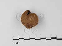 登錄號:F0023593藏品圖，第3張