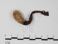 登錄號:F0023596藏品圖，第1張