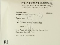 銳孔菌屬藏品圖，第2張