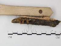 銳孔菌屬藏品圖，第3張