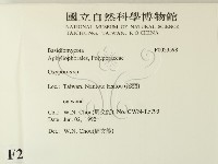 銳孔菌屬藏品圖，第2張