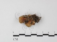 銳孔菌屬藏品圖，第1張