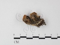銳孔菌屬藏品圖，第3張