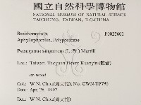 血紅密孔菌藏品圖，第2張