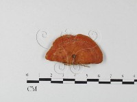 血紅密孔菌藏品圖，第3張