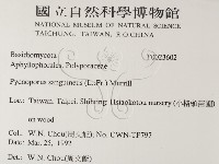 血紅密孔菌藏品圖，第2張