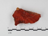 血紅密孔菌藏品圖，第1張