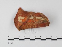 血紅密孔菌藏品圖，第3張