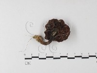 登錄號:F0023603藏品圖，第1張