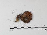 登錄號:F0023603藏品圖，第3張