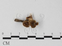 登錄號:F0023604藏品圖，第1張