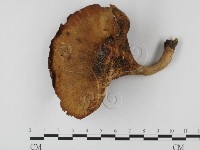 登錄號:F0023605藏品圖，第1張