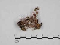 登錄號:F0023606藏品圖，第1張