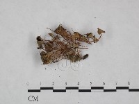 登錄號:F0023606藏品圖，第3張