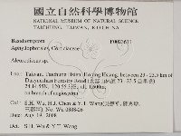 盤革菌屬藏品圖，第2張