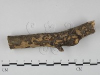 盤革菌屬藏品圖，第1張